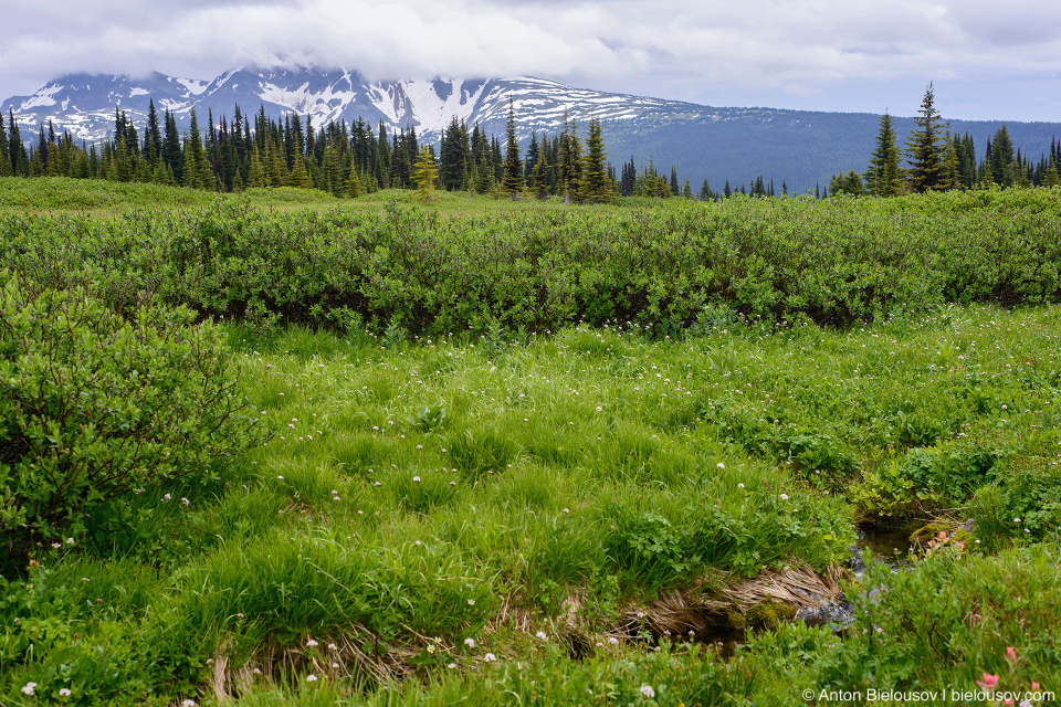 Flower Meadows, Trophy Mountain (Wells Gray Provincial Park, BC)