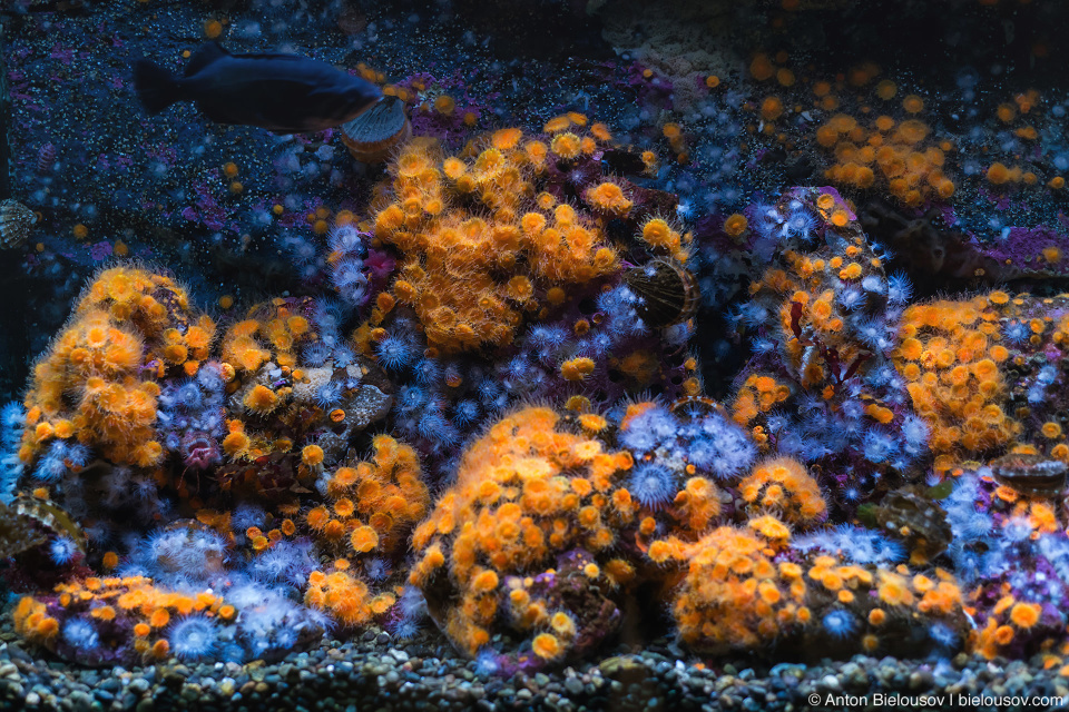 Seattle Aquarium Sea Anemons
