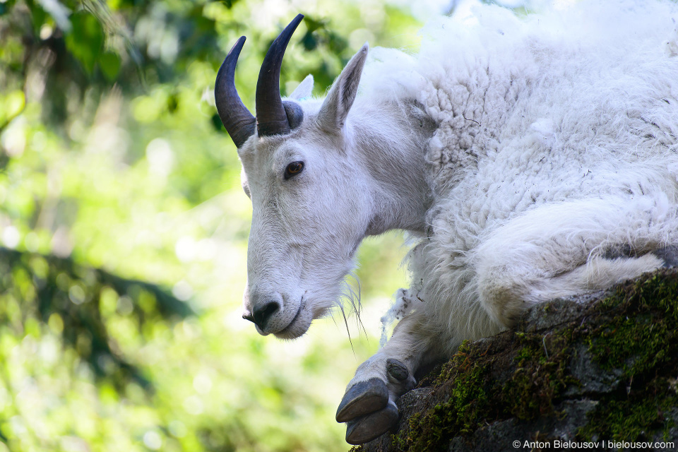 Seattle Zoo with City Pass: Mountain Goat