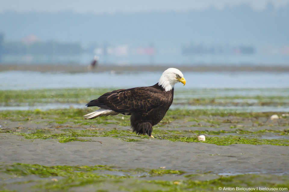 Bald Eagle — Centennial Beach (Tsawwassen), Delta, BC Bald Eagle — Centennial Beach (Tsawwassen), Delta, BC