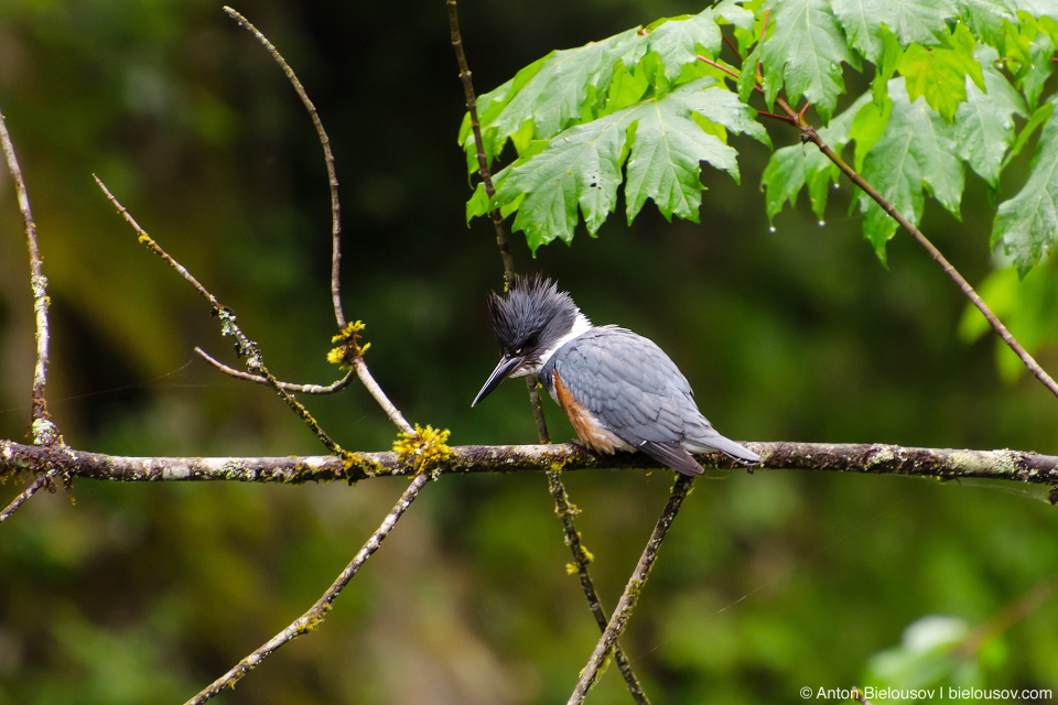 Belted Kingfisher — Capilano Canyon, North Vancouver, BC