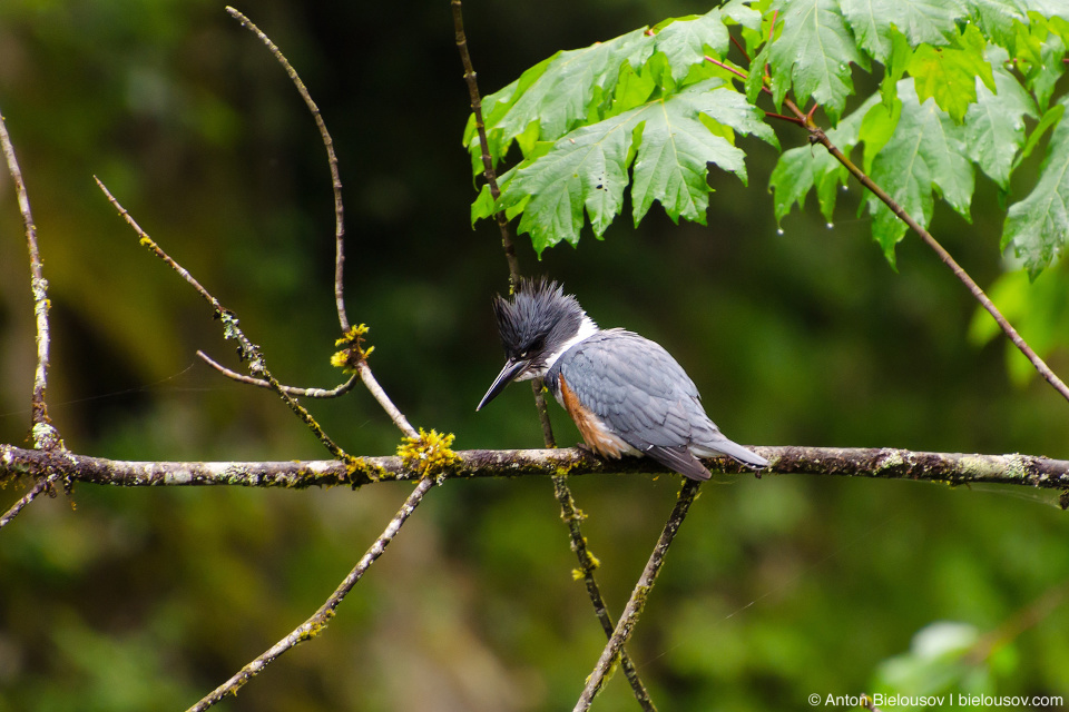 Belted Kingfisher — Capilano Canyon, North Vancouver, BC Belted Kingfisher — Capilano Canyon, North Vancouver, BC