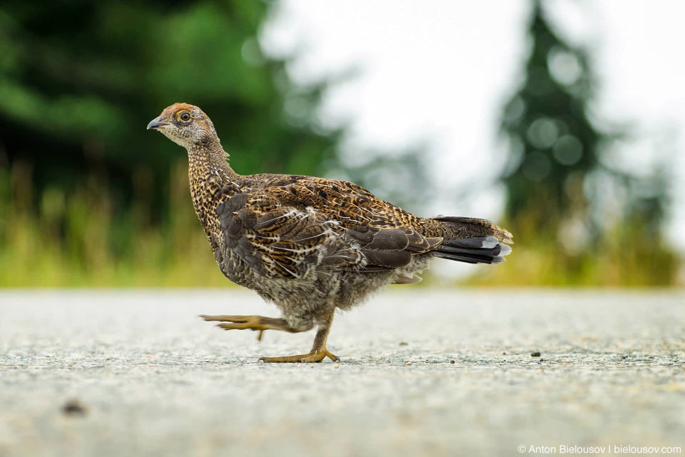Spruce Grouse / Канадская дикуша — Seymour Mountain, North Vancouver, BC