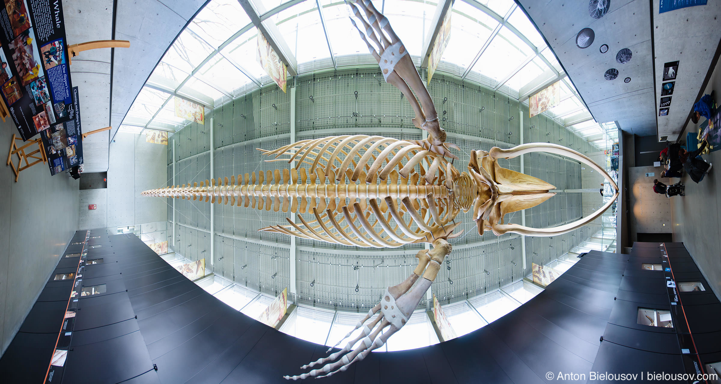 Скелет большого синего кита — самый большой скелет млекопитающего в мире в музее Biodivercity Natural Museum в Ванкувере