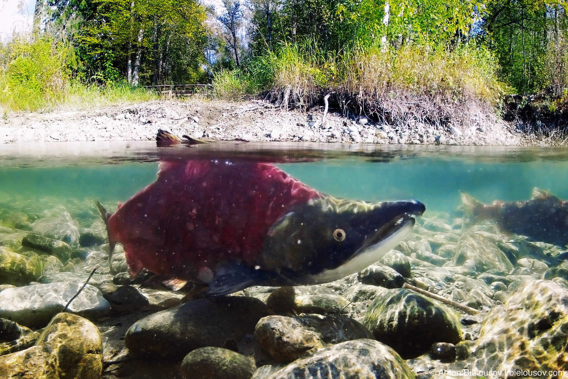 Sockeye salmon underwater in Adams River, BC
