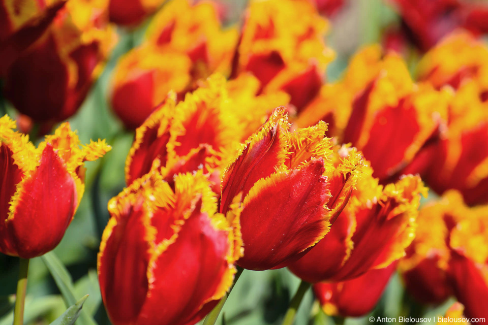 Fabio M 1905 Fabio M 1905 tulips — Skagit Valley, Mount Vernon, WA