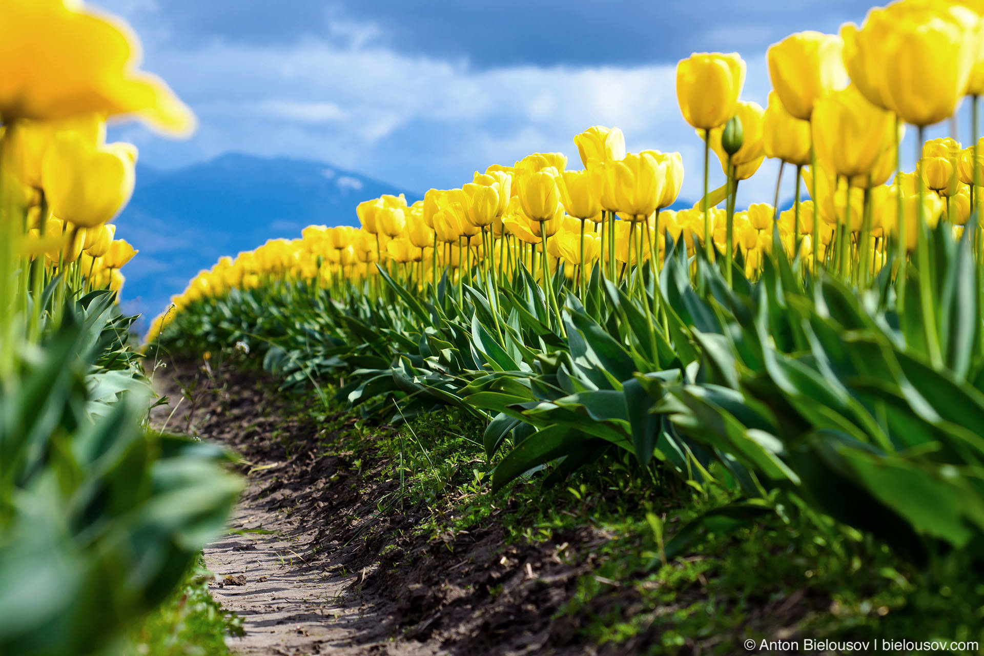 Желтые тюльпаны RoozenGaarde: Фестиваль тюльпанов (Skagit Valley, Mount Vernon, WA)