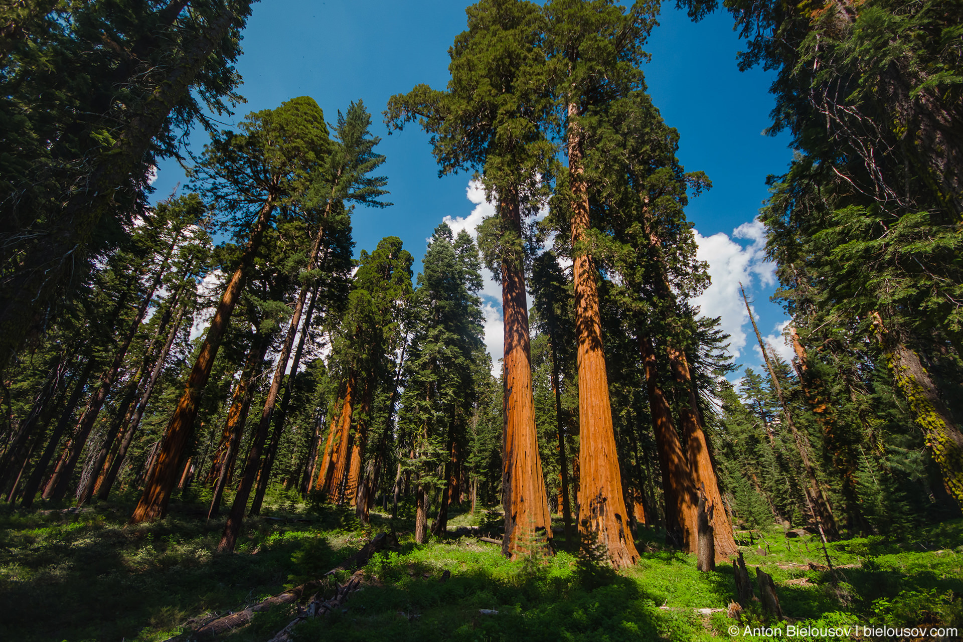 Sequoia. Секвойя вечнозелёная Sequoia sempervirens. Парк Секвойя Калифорния. Секвойский лес Калифорния. Роща секвой США
