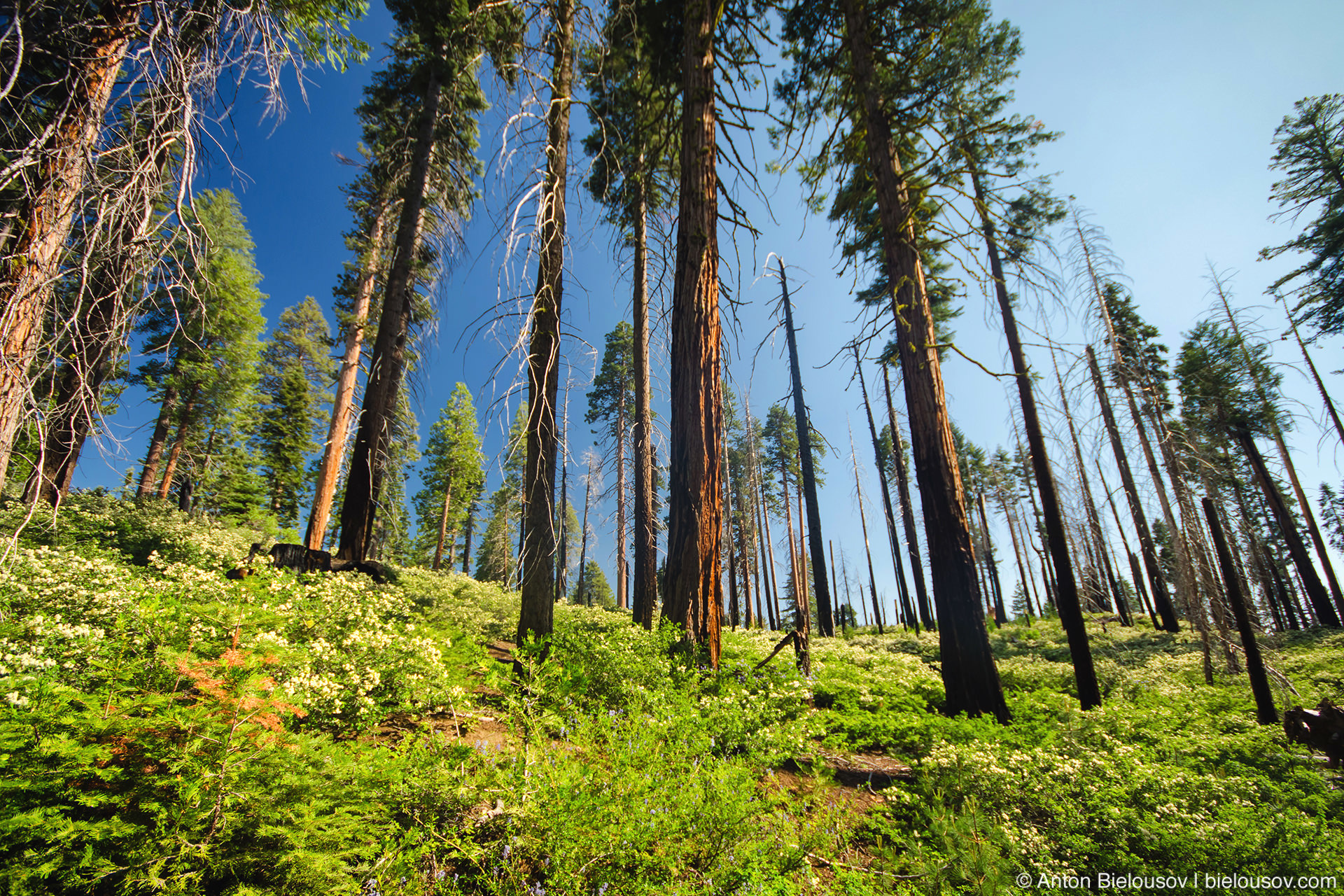 Коттедж в роще Mariposa Grove, Yosemite National Park, CA