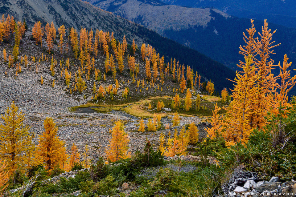 Роща желтых лиственниц на тропе на пик Mount Frosty, Manning Provincial Park, BC