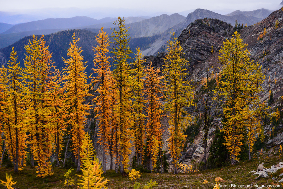 Желтые лиственницы на тропе на пик Frosty Mountain, Manning Provincial Park, BC