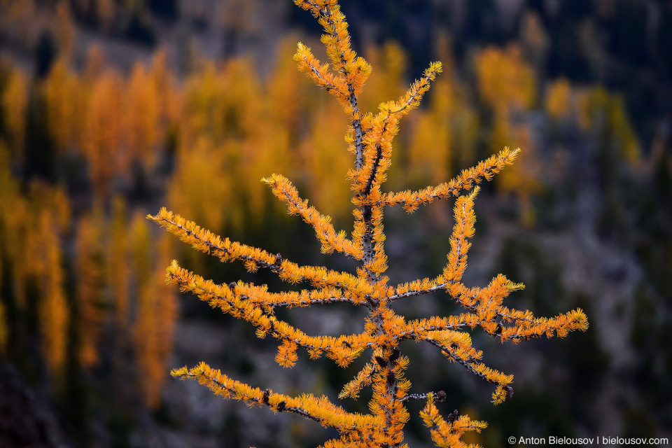 Желтые лиственницы, Manning Provincial Park, BC