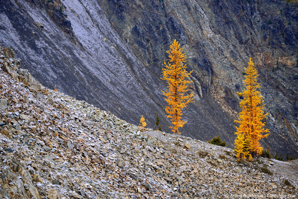 Желтые лиственницы на тропе на пик Mount Frosty, Manning Provincial Park, BC