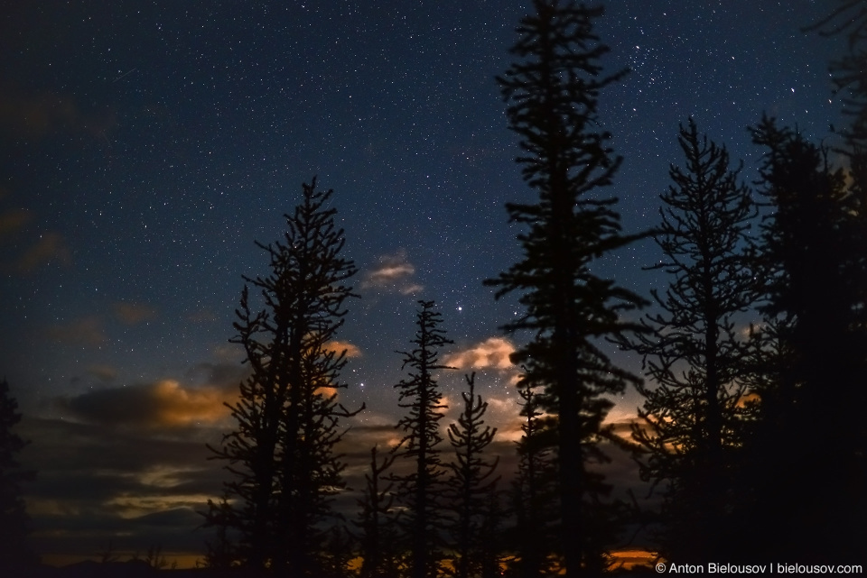 Ночное небо в лиственницах, Manning Provincial Park, BC