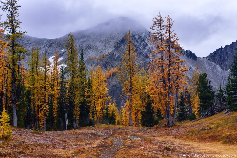 Желтые лиственницы на тропе на пик Frosty Mountain, Manning Provincial Park, BC