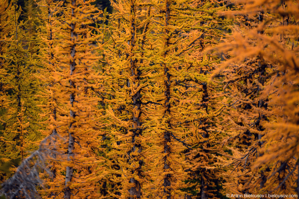 Желтые лиственницы, Manning Provincial Park, BC