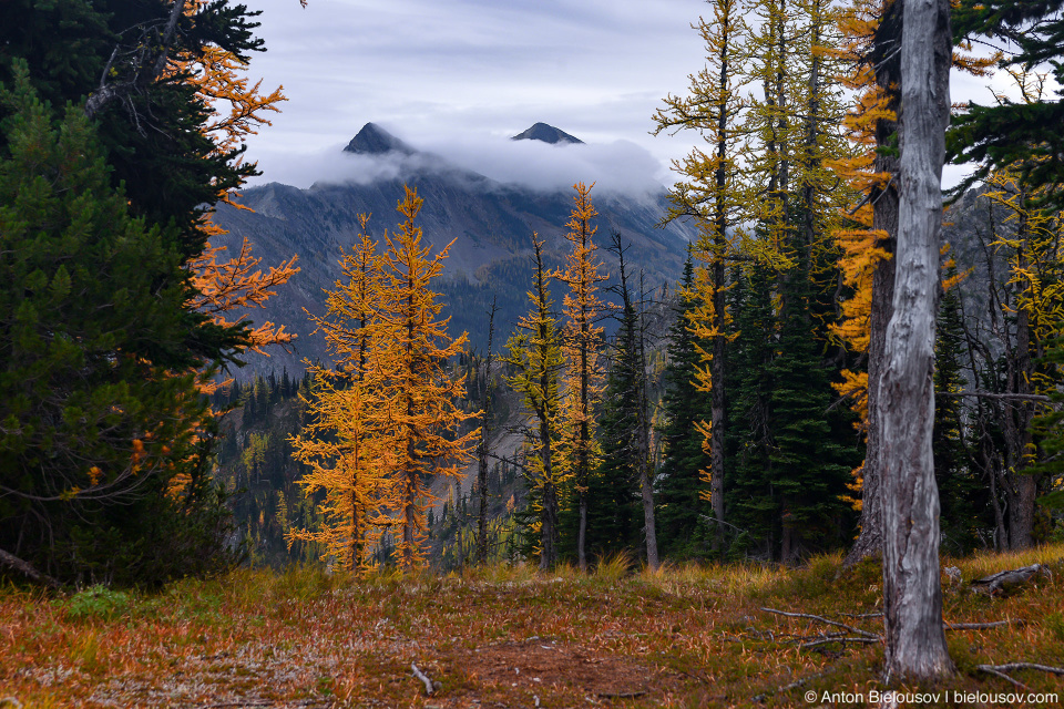 Желтые лиственницы на тропе на пик Mount Frosty, Manning Provincial Park, BC