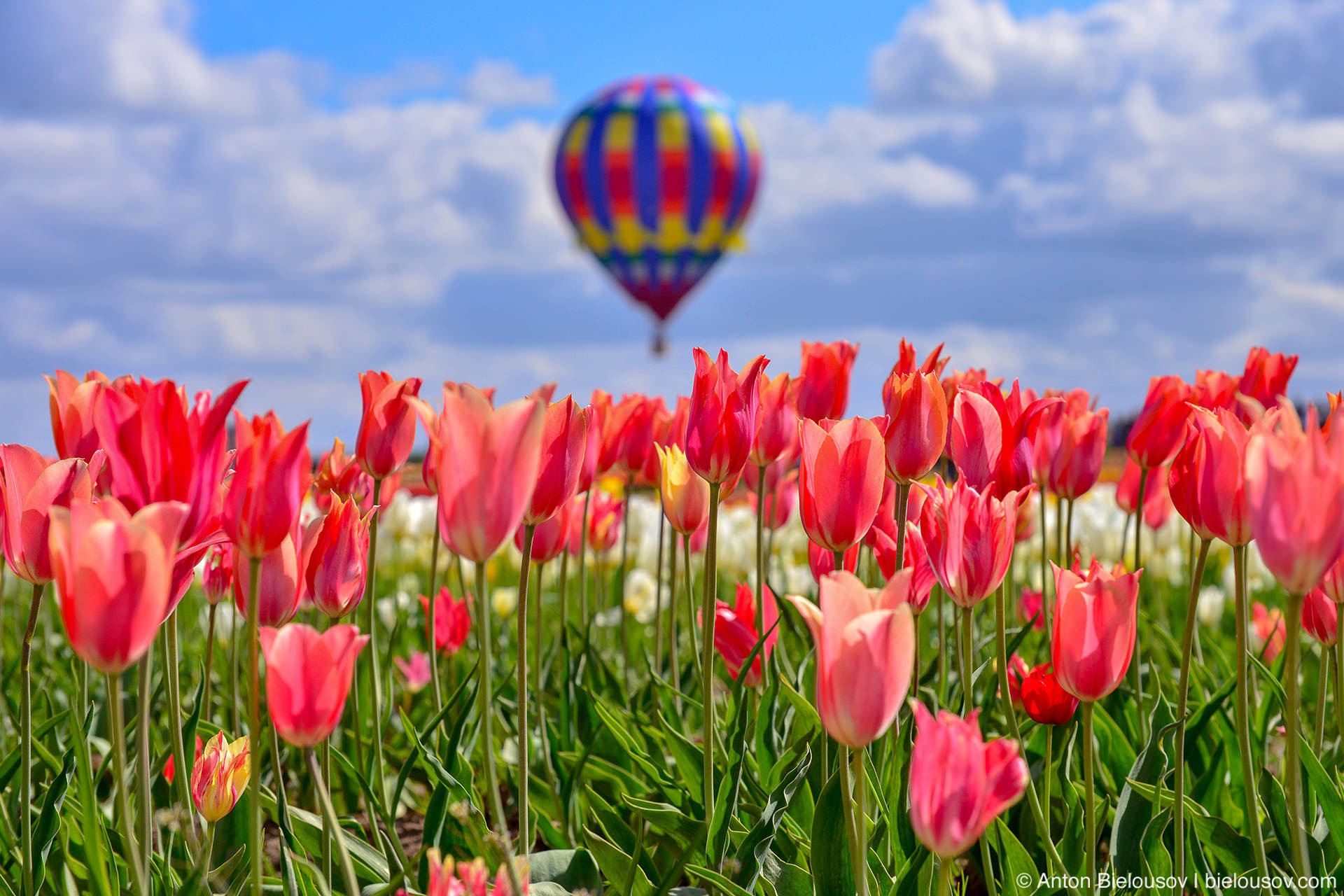 Hot air balloon at Wooden Shoe Tulip Fest