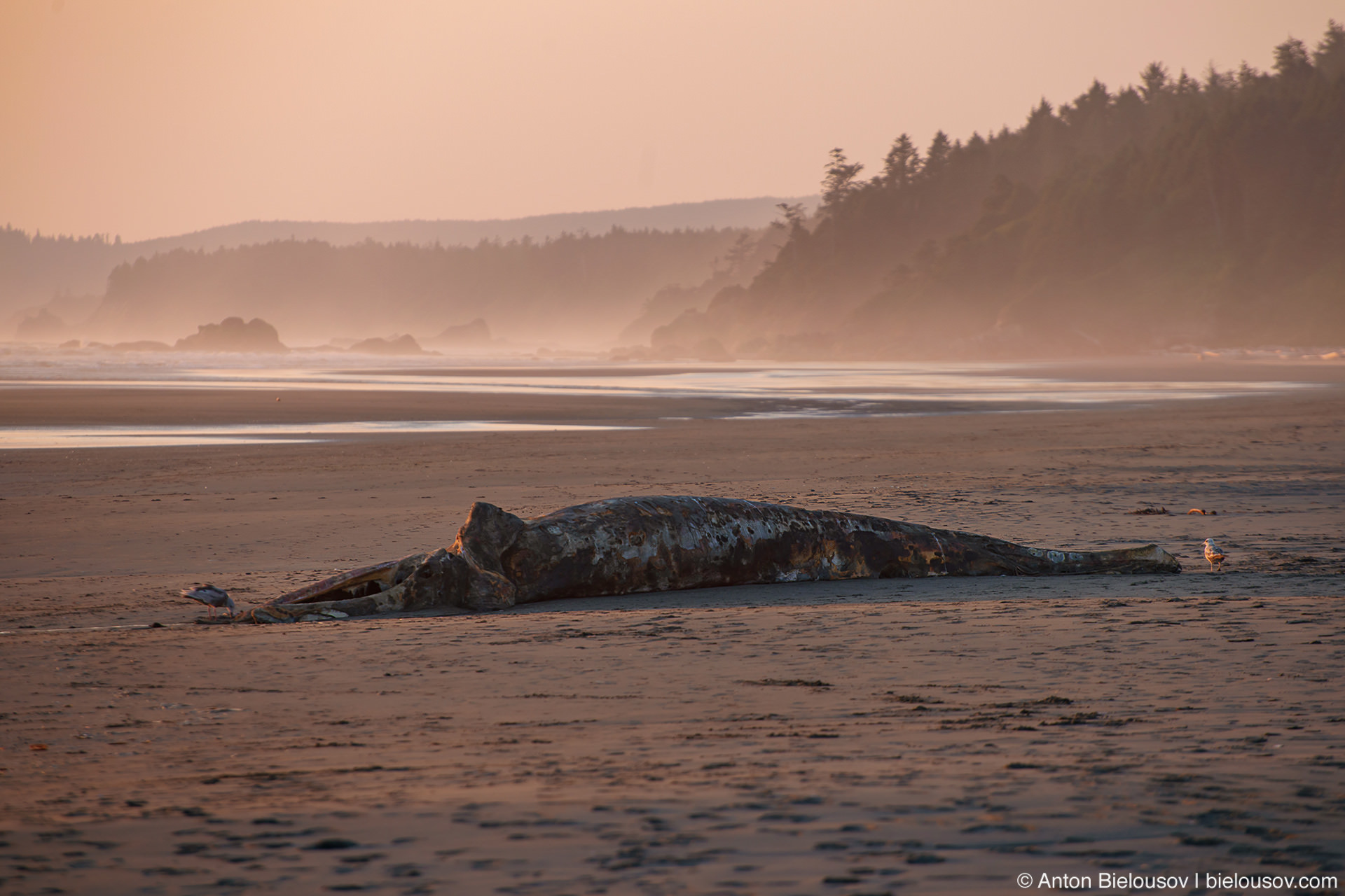Beached Whale at Kalaloch Beach, Olympic NP