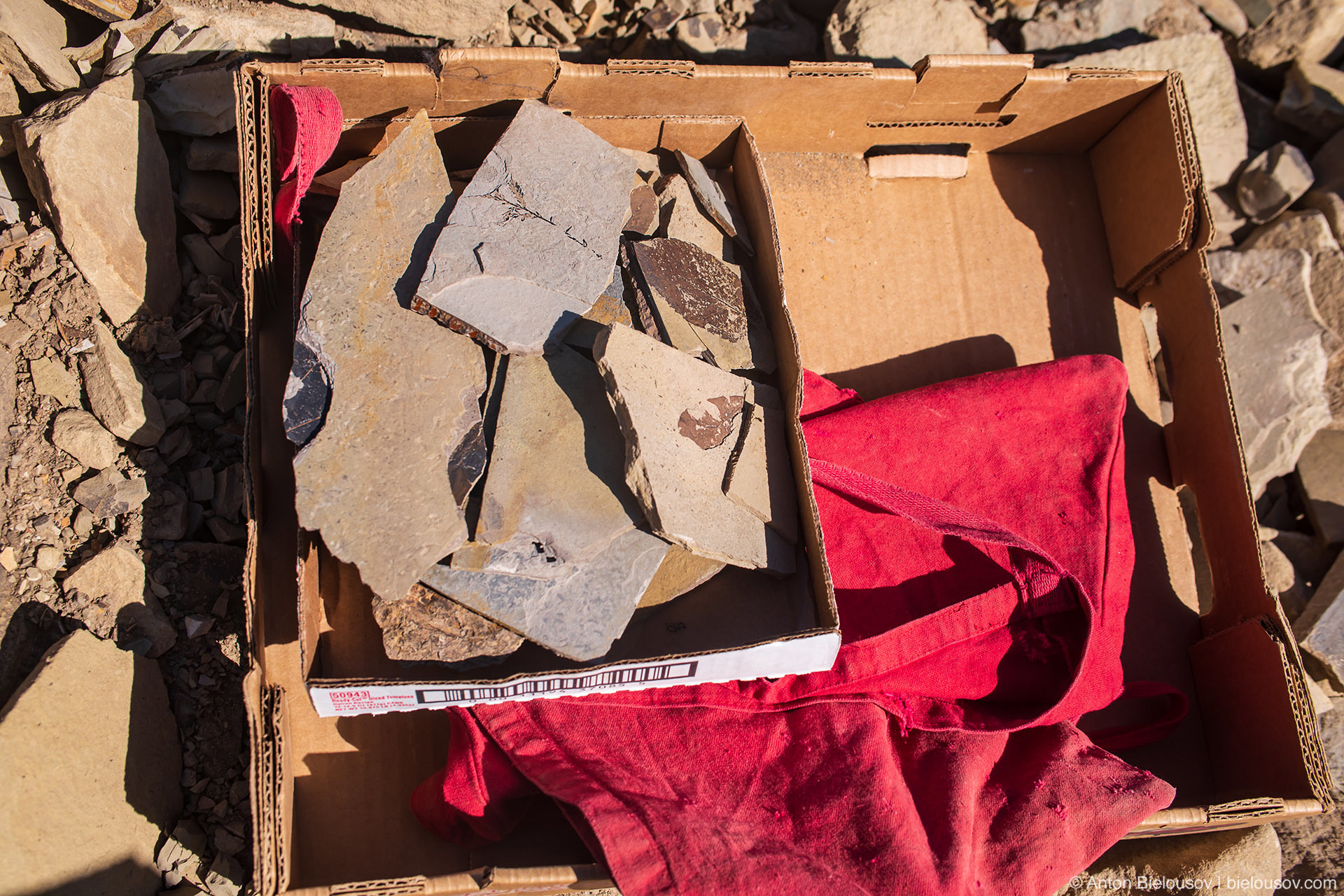 Box of fossiliz — Stonerose fossils site, Republic, WA